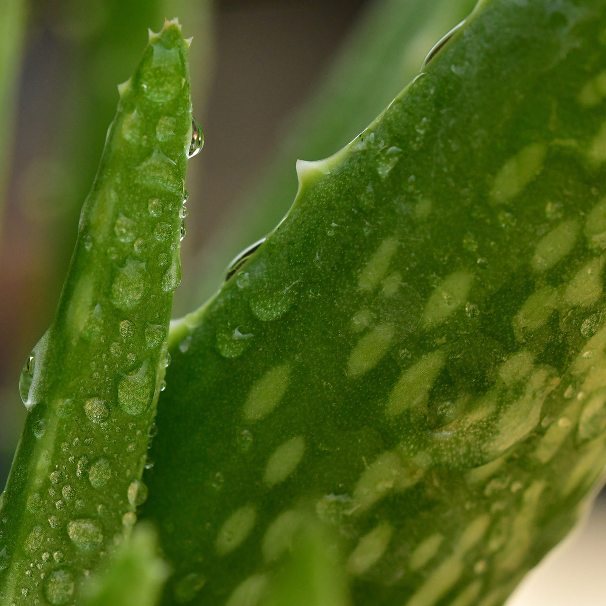 Aloe Vera Elixir: Hydrate, Soothe & Grow Naturally  FreeTheRoots LLC