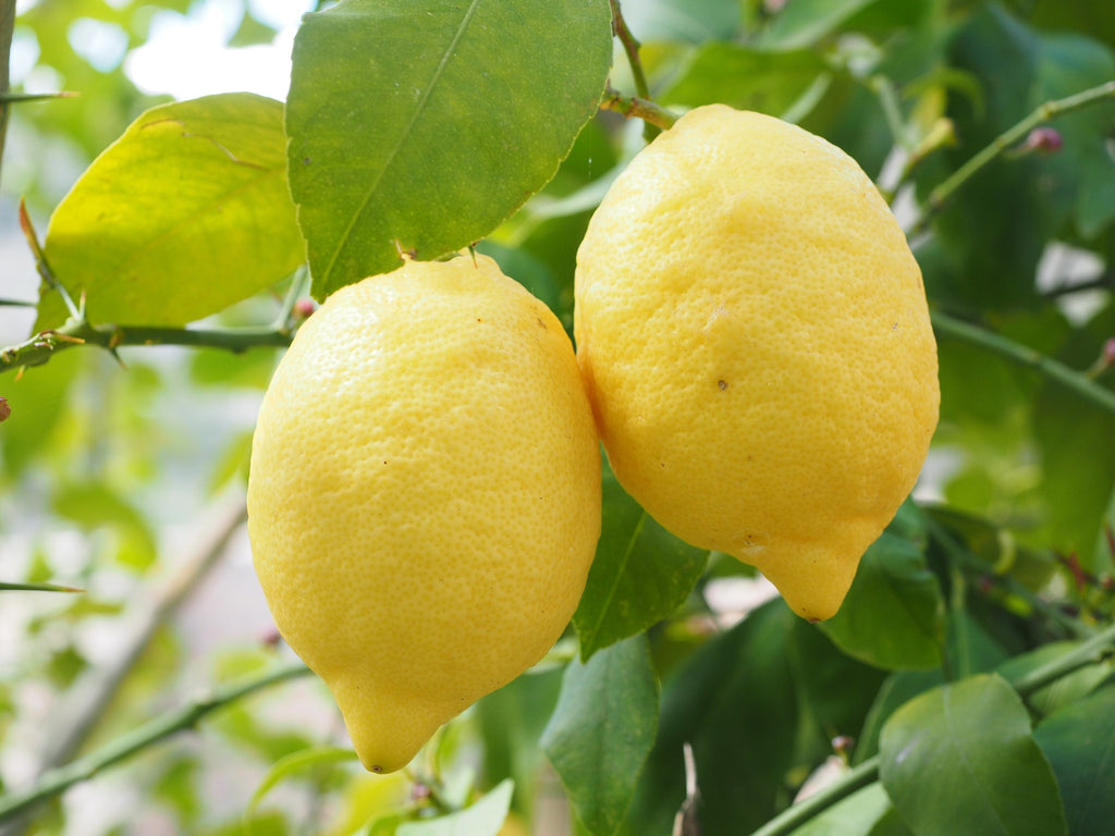 Lemon Juice Hair and Skin Benefits